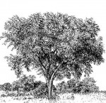 Sclerocarya birrea subsp. caffra