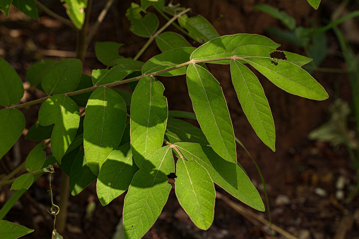 Lannea discolor Lannea discolor