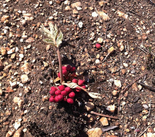 Lannea edulis Lannea edulis