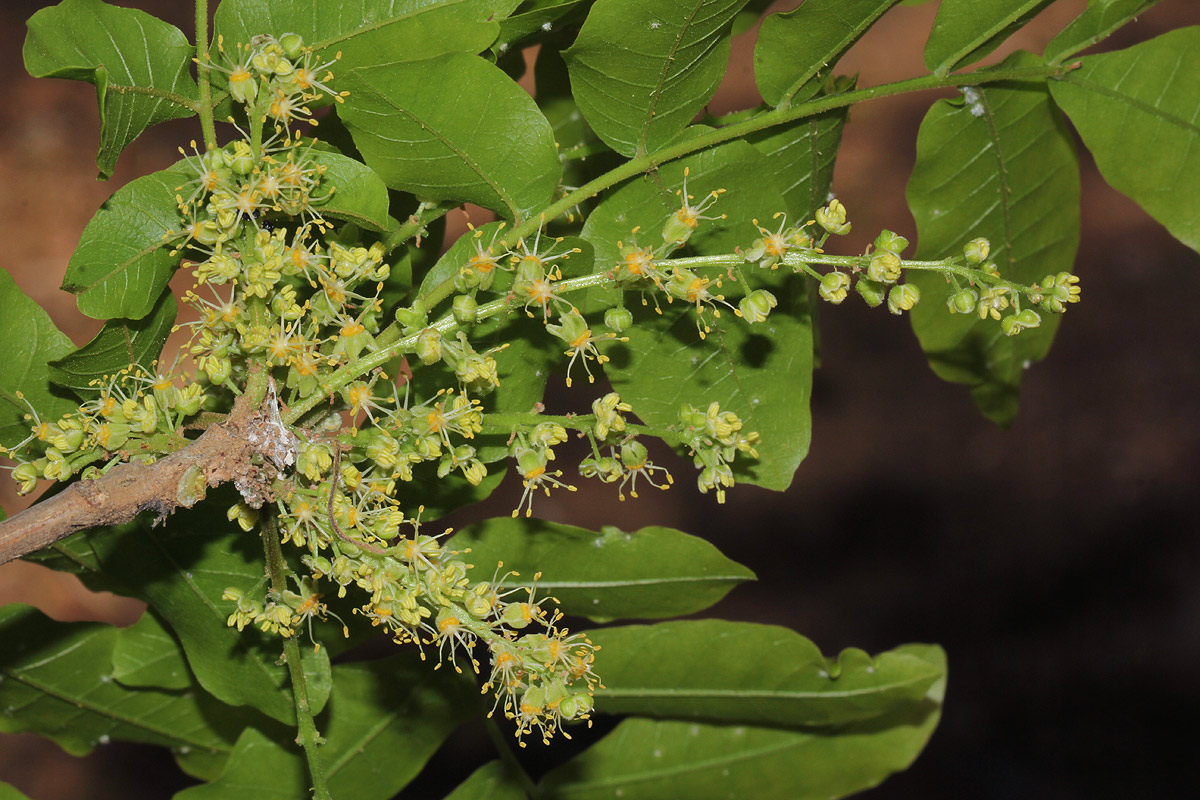 Lannea schweinfurthii var. stuhlmannii Lannea schweinfurthii var. stuhlmannii