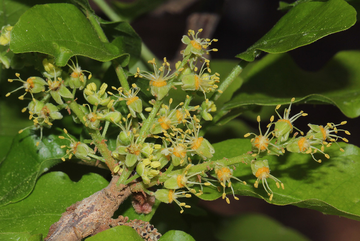 Lannea schweinfurthii var. stuhlmannii Lannea schweinfurthii var. stuhlmannii