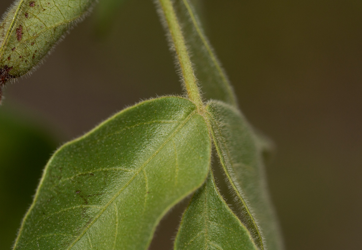 Lannea schweinfurthii var. tomentosa Lannea schweinfurthii var. tomentosa