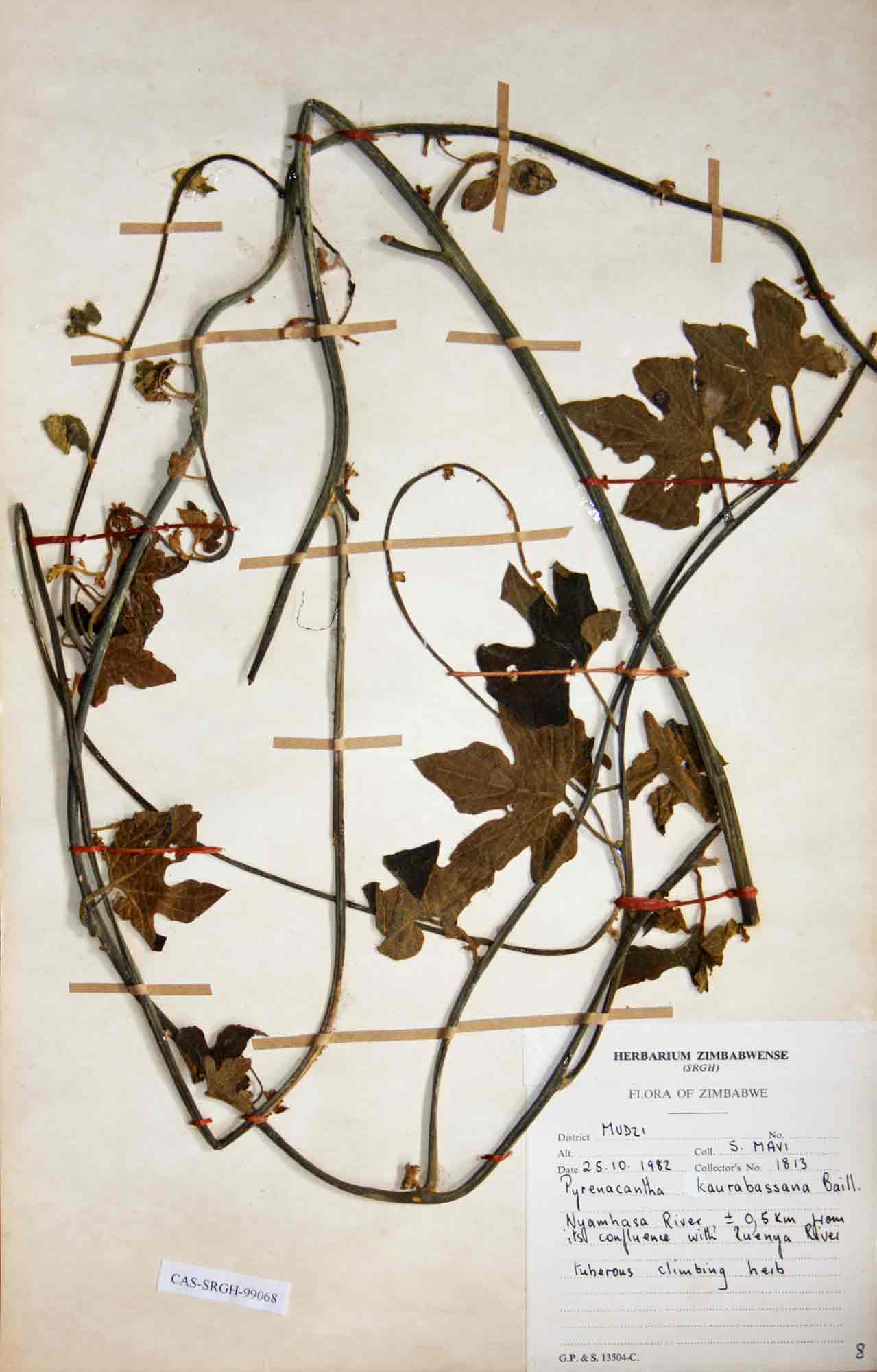 Pyrenacantha kaurabassana Pyrenacantha kaurabassana