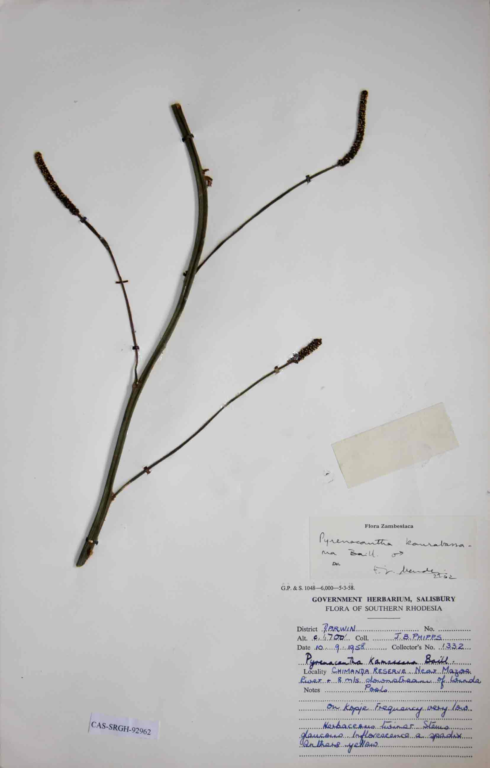 Pyrenacantha kaurabassana Pyrenacantha kaurabassana