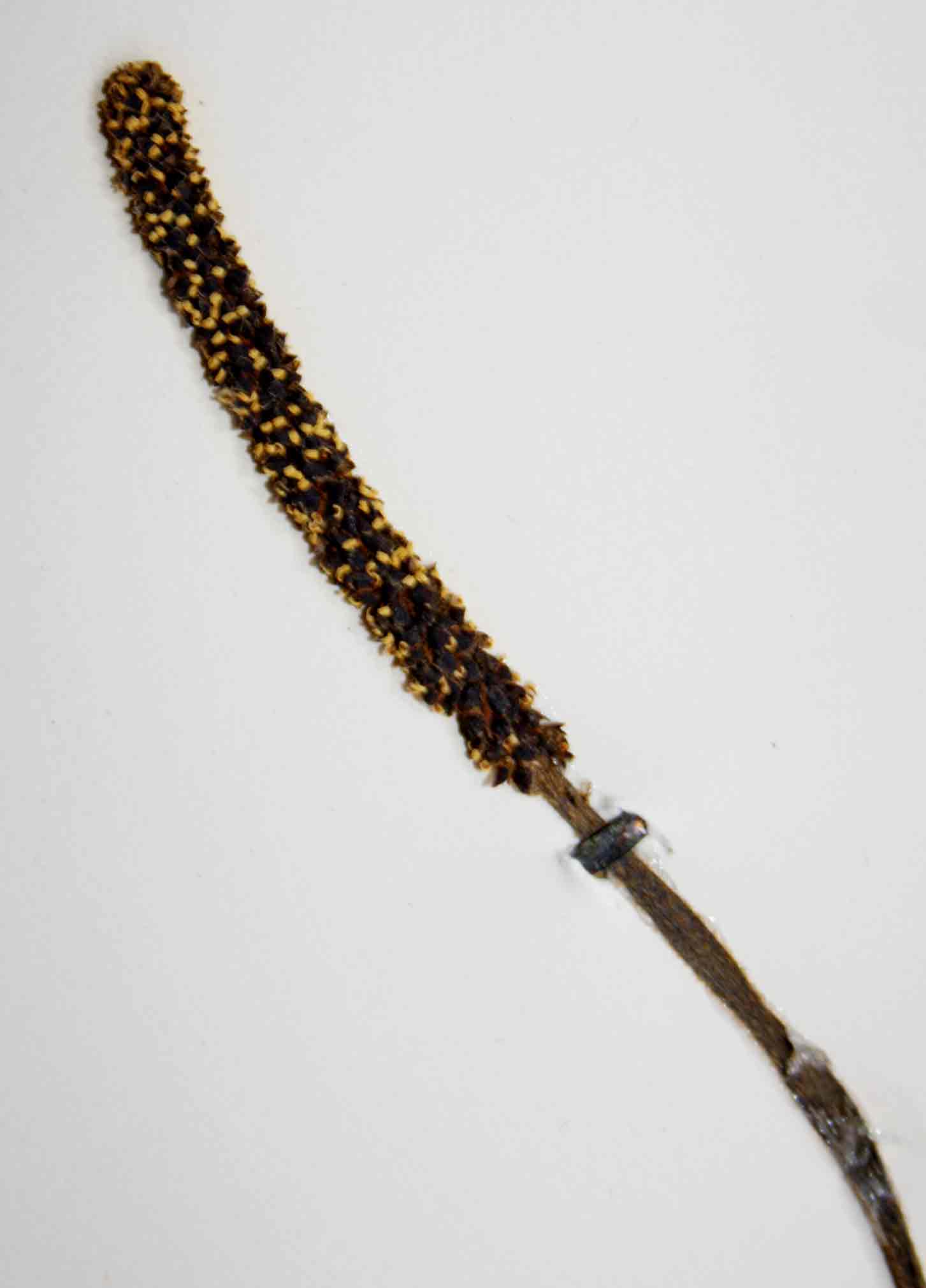 Pyrenacantha kaurabassana Pyrenacantha kaurabassana