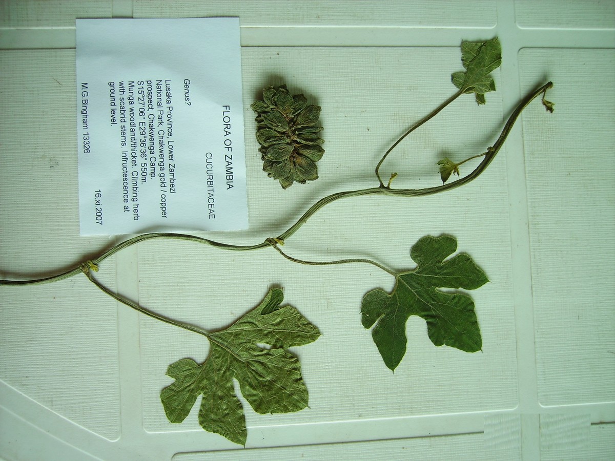 Pyrenacantha kaurabassana Pyrenacantha kaurabassana