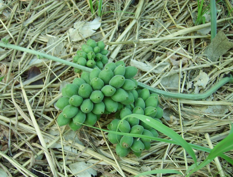 Pyrenacantha kaurabassana Pyrenacantha kaurabassana