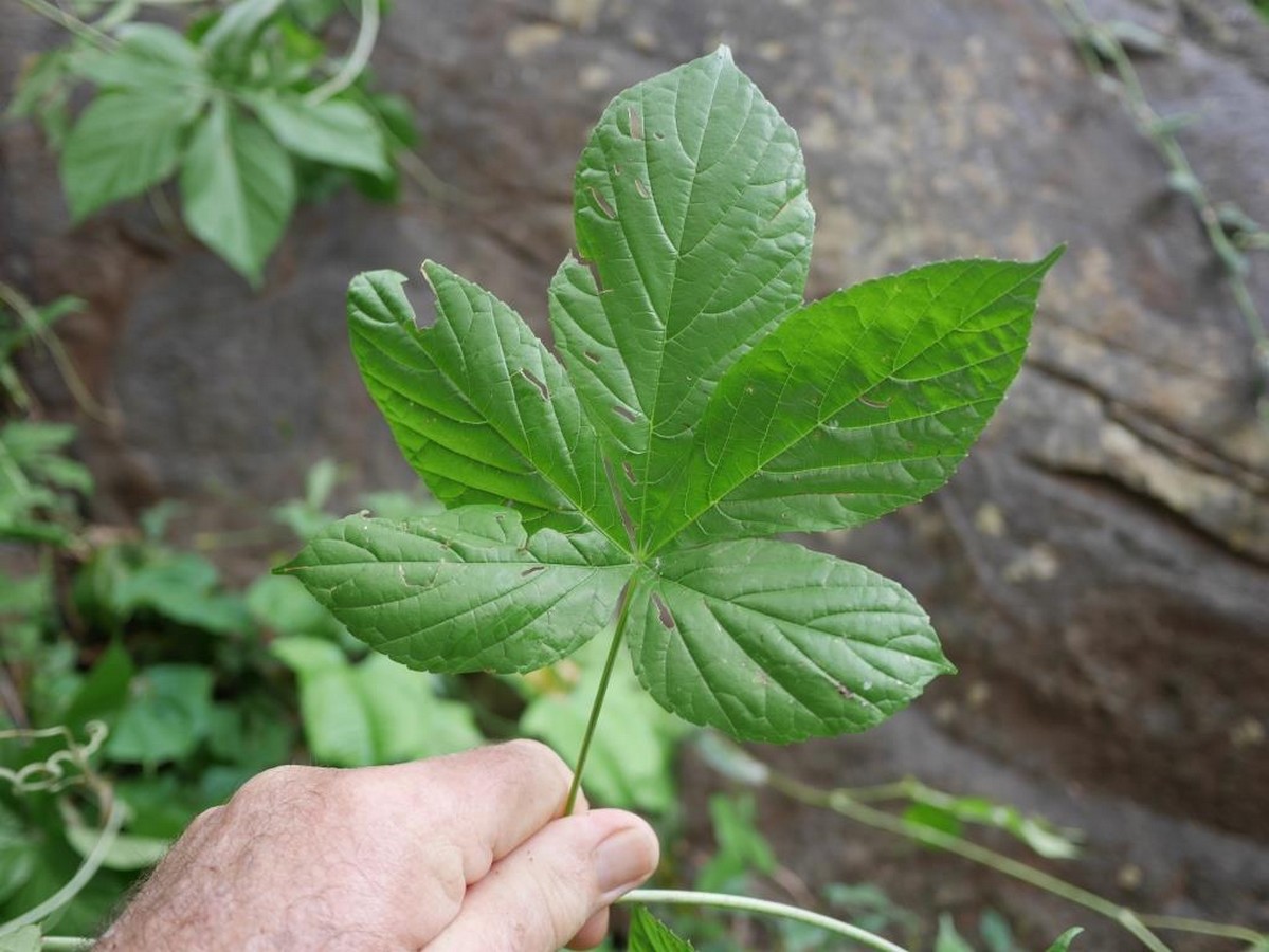 Pyrenacantha kaurabassana Pyrenacantha kaurabassana
