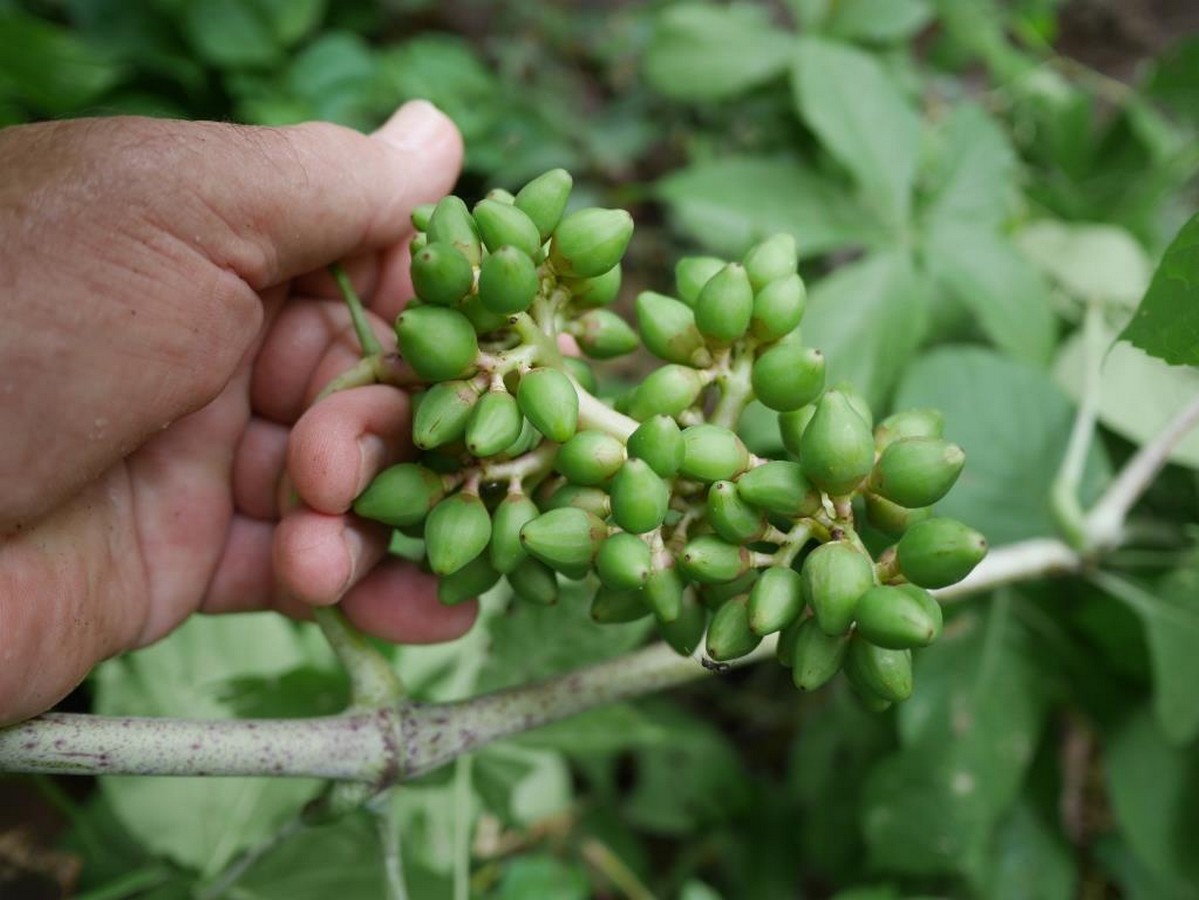 Pyrenacantha kaurabassana Pyrenacantha kaurabassana