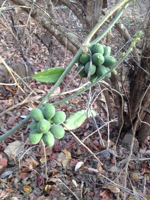 Pyrenacantha kaurabassana Pyrenacantha kaurabassana