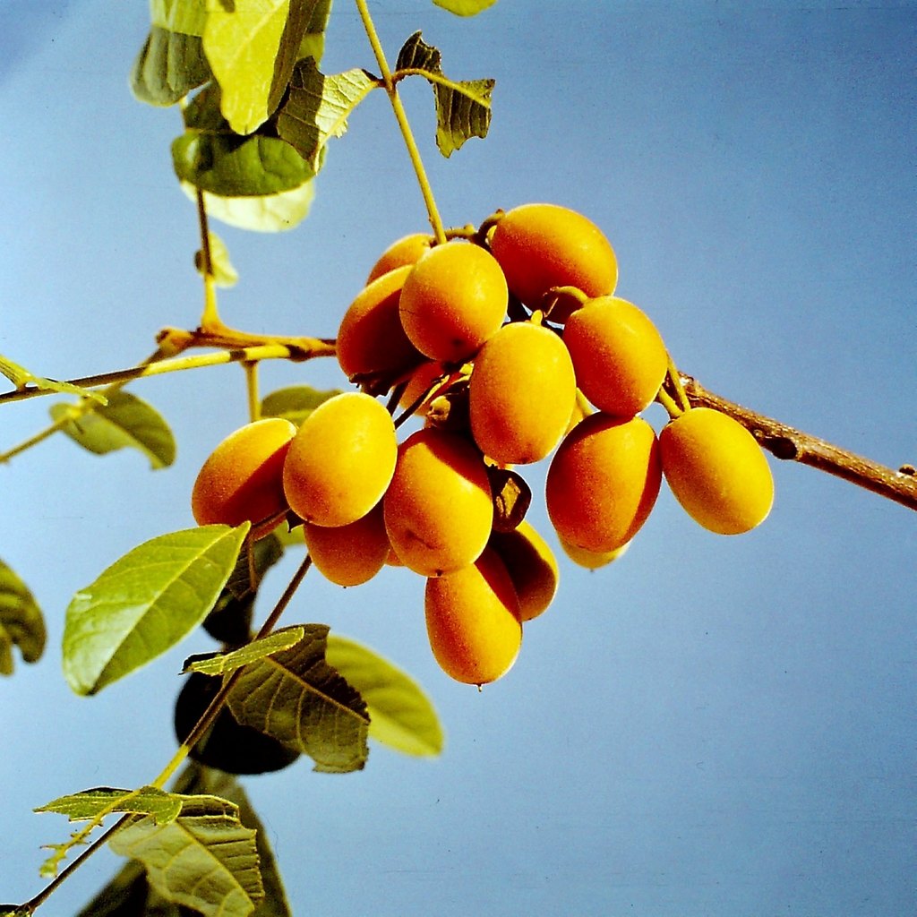 Zanha africana Zanha africana