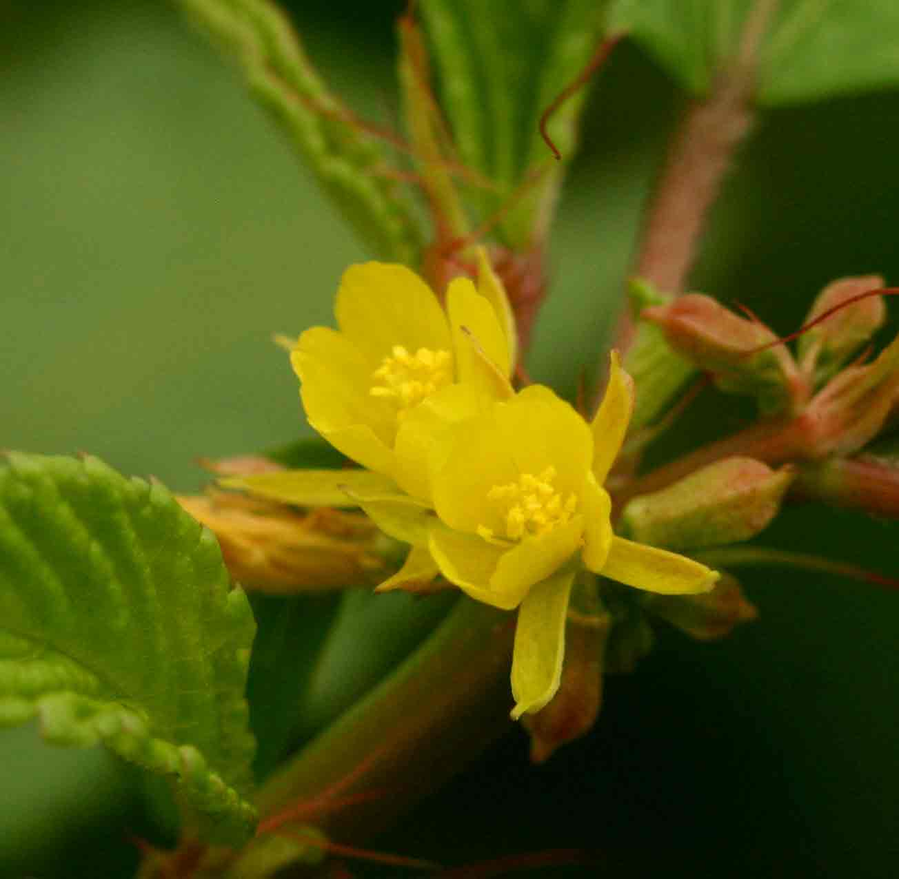 Corchorus tridens Corchorus tridens