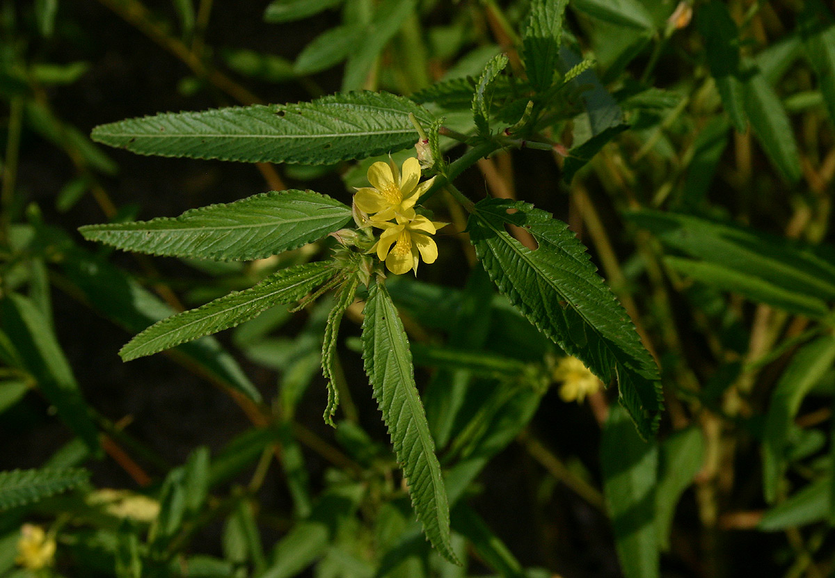 Corchorus trilocularis Corchorus trilocularis