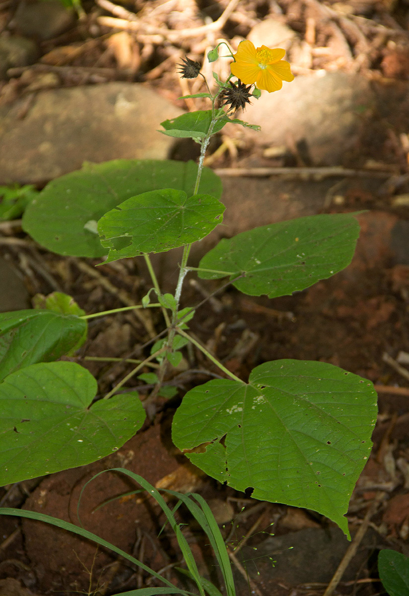 Abutilon lauraster Abutilon lauraster