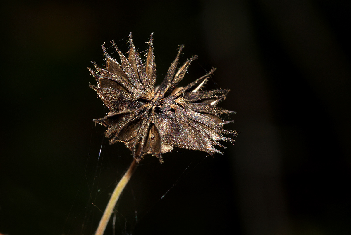 Abutilon lauraster Abutilon lauraster
