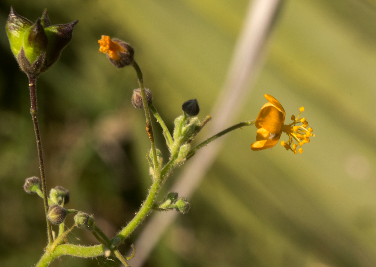Wissadula rostrata Wissadula rostrata