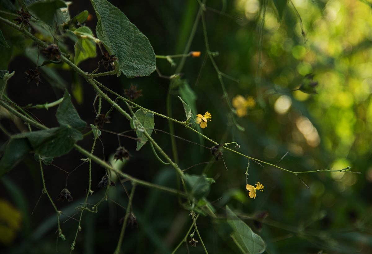 Wissadula rostrata Wissadula rostrata