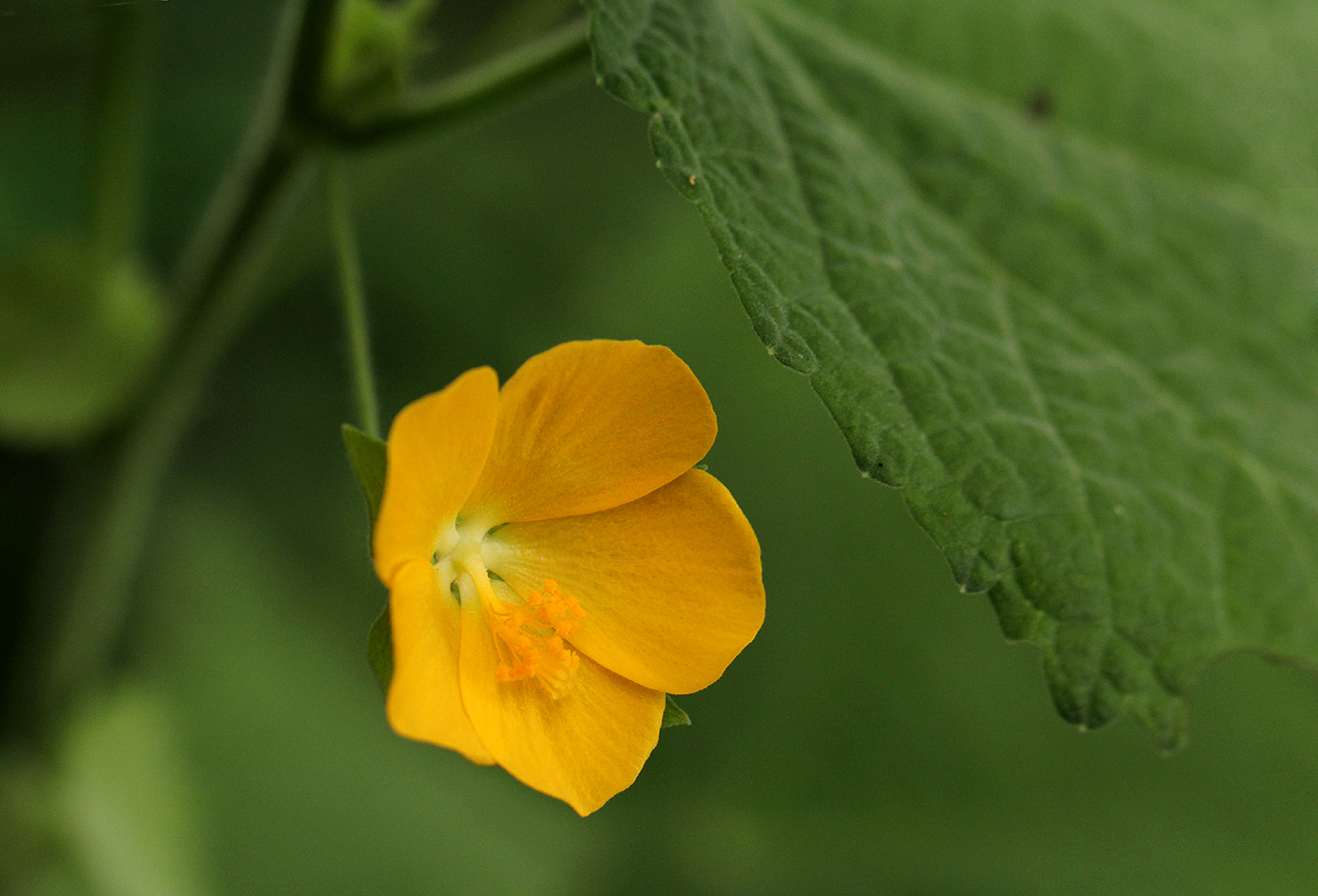 Pavonia burchellii Pavonia burchellii