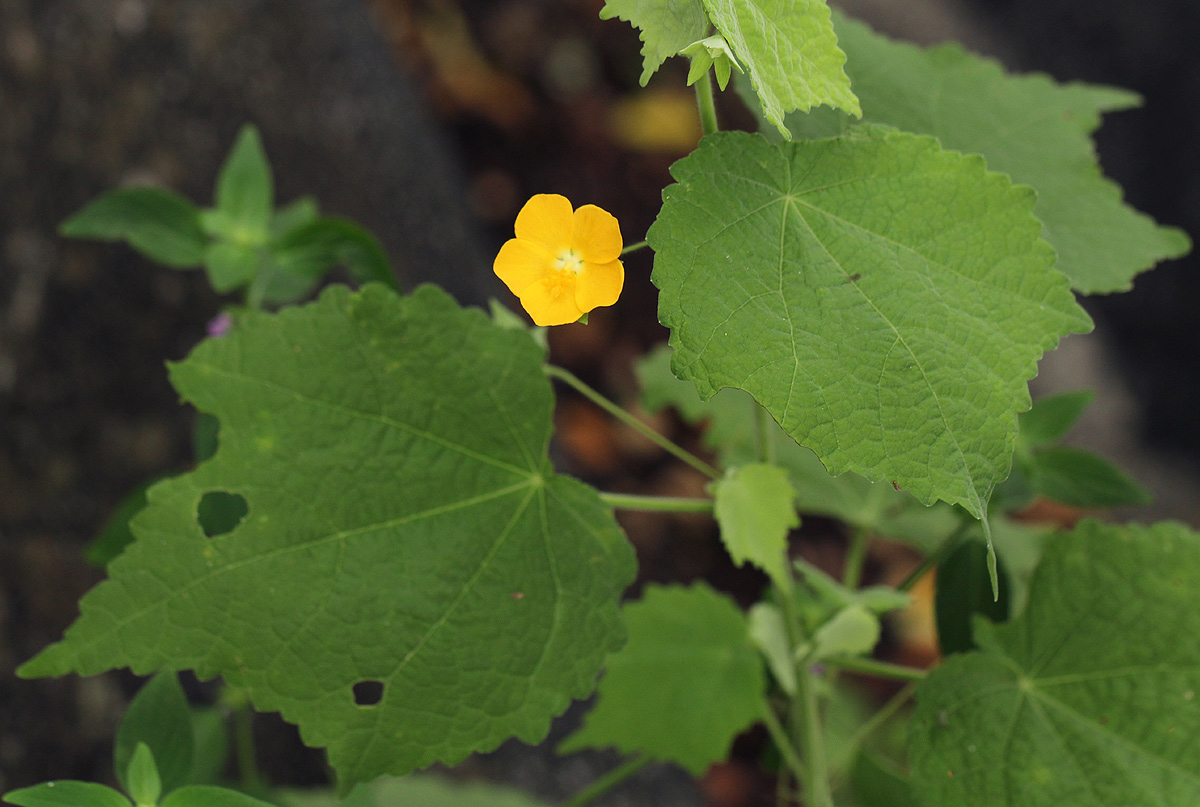 Pavonia burchellii Pavonia burchellii
