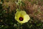 Hibiscus panduriformis