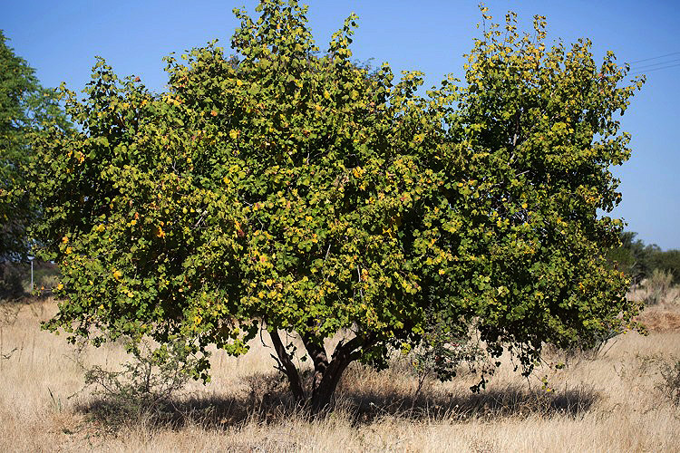 Thespesia garckeana Thespesia garckeana
