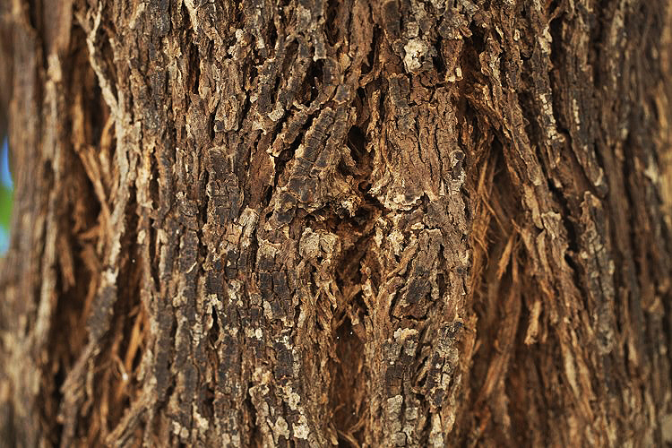 Thespesia garckeana Thespesia garckeana