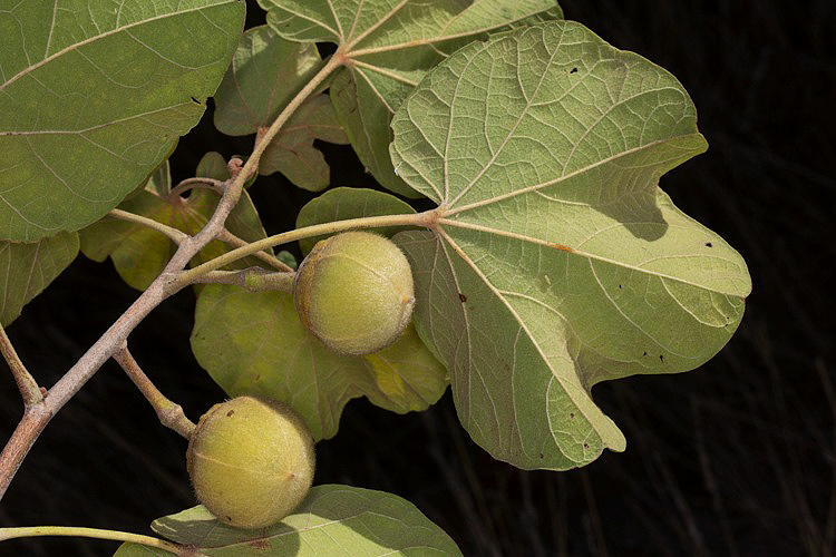 Thespesia garckeana Thespesia garckeana