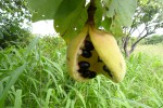 Sterculia africana