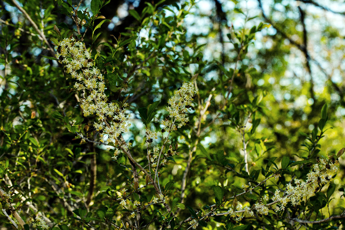 Brackenridgea zanguebarica Brackenridgea zanguebarica