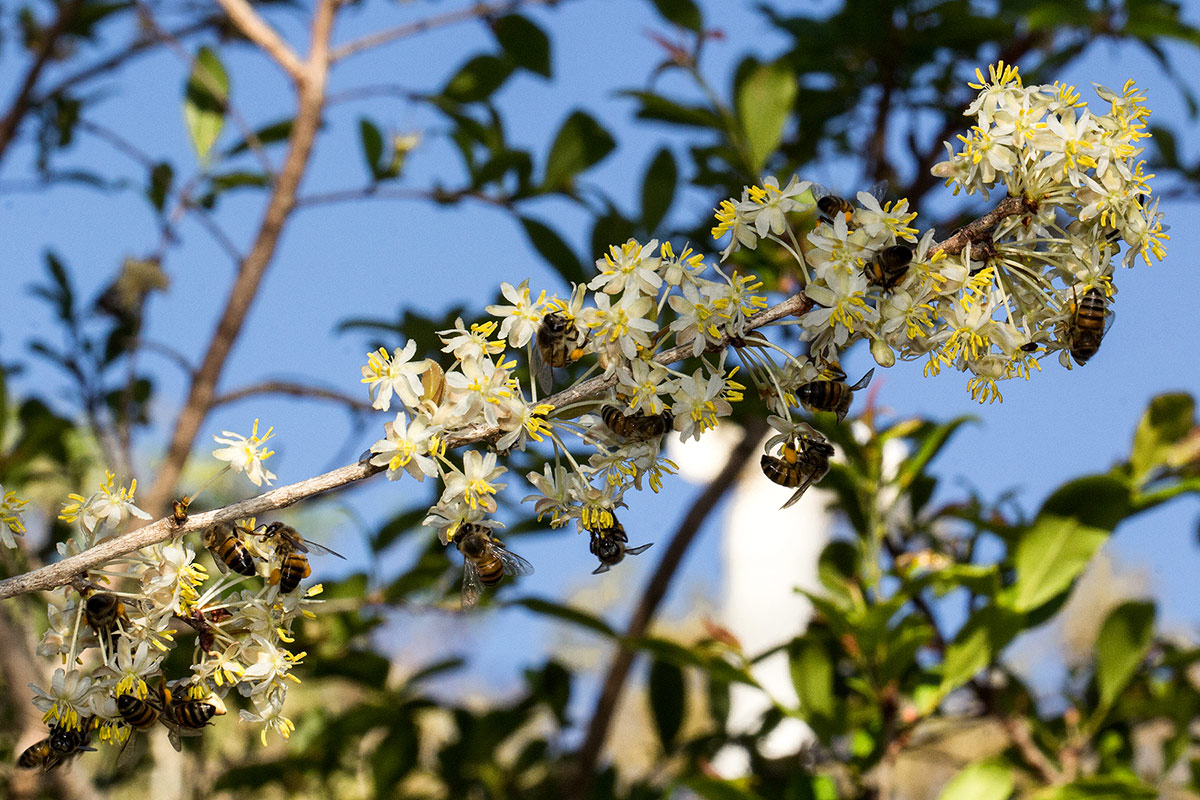 Brackenridgea zanguebarica Brackenridgea zanguebarica