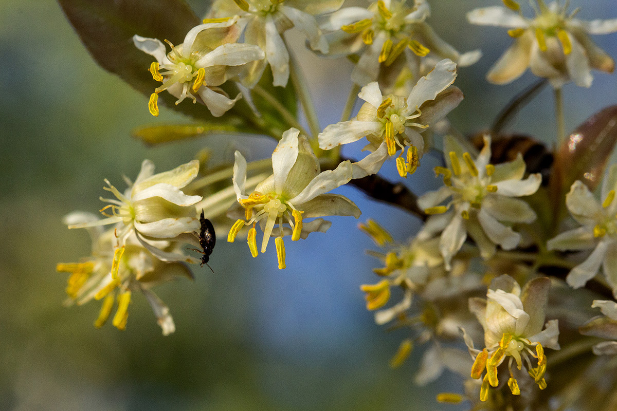 Brackenridgea zanguebarica Brackenridgea zanguebarica
