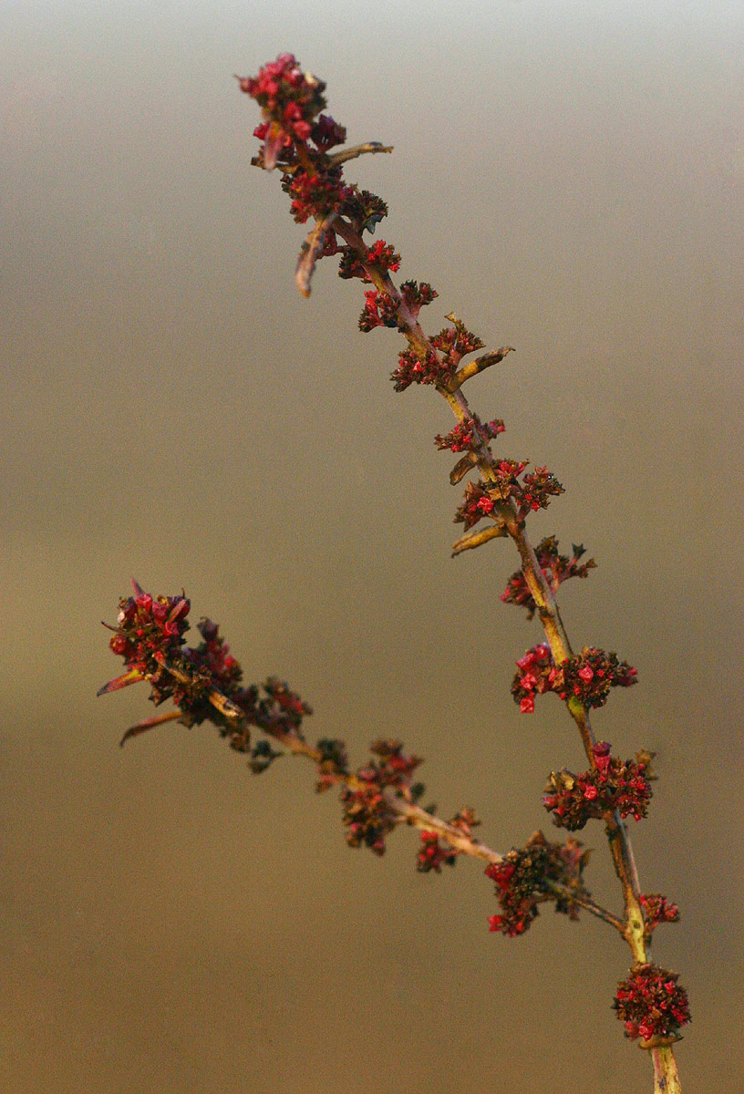 Ammannia prieuriana Ammannia prieuriana