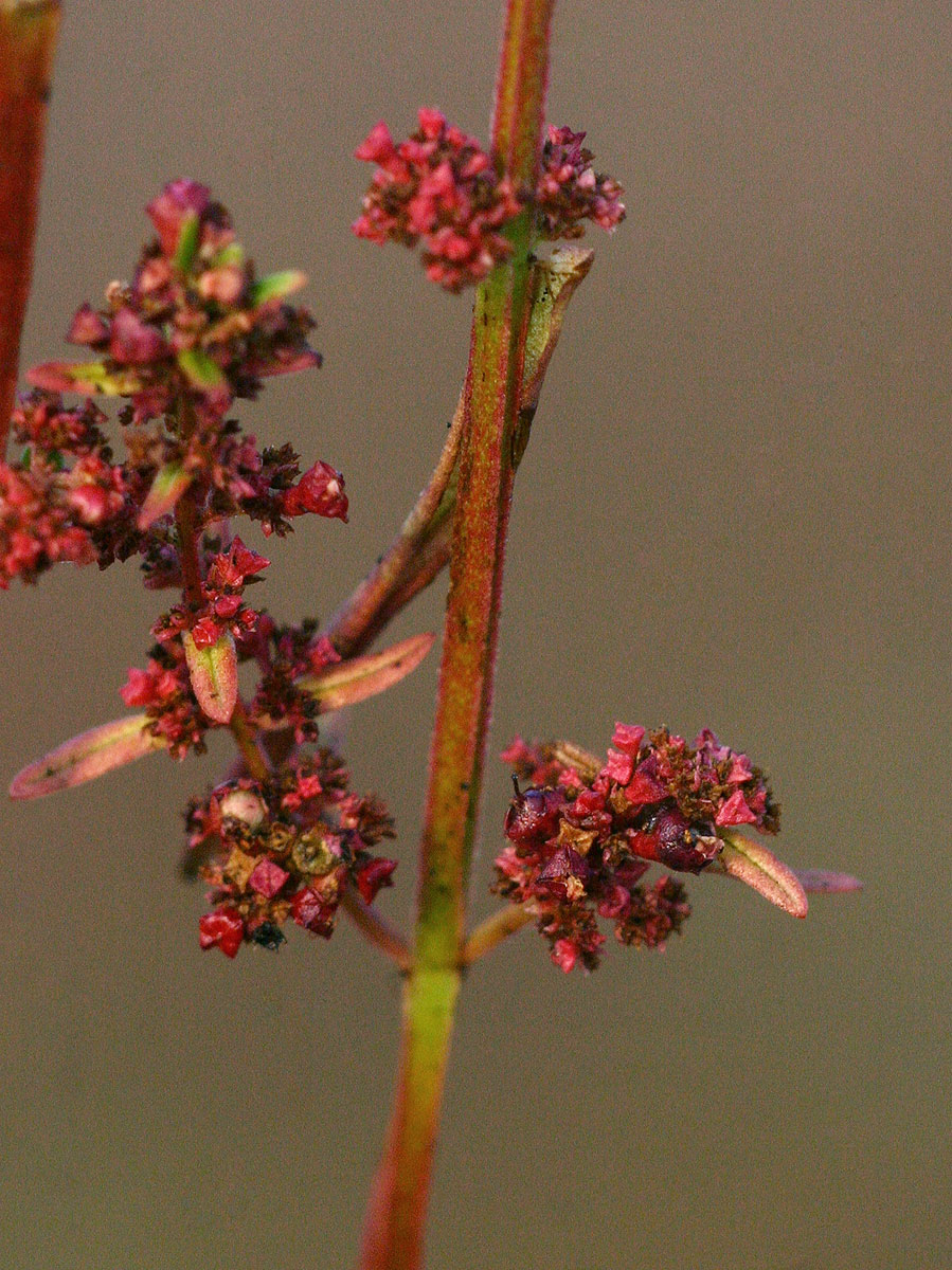 Ammannia prieuriana Ammannia prieuriana