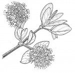 Combretum hereroense subsp. hereroense