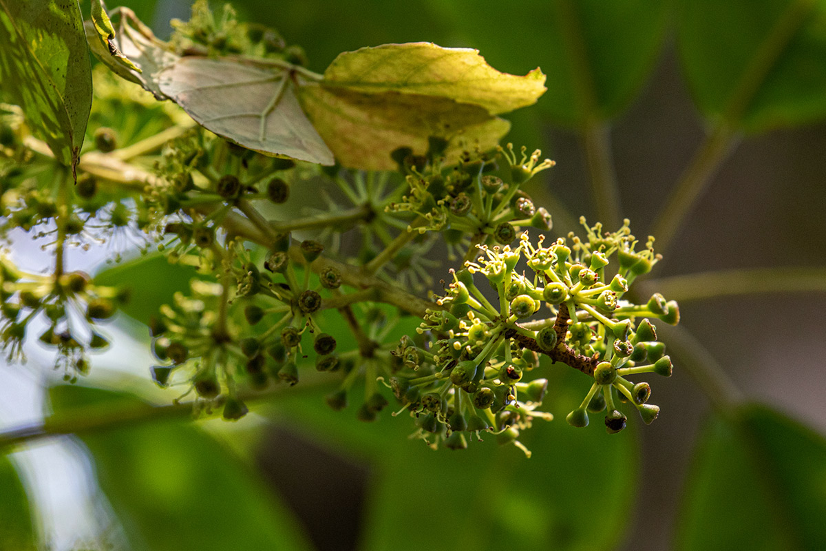 Astropanax goetzenii Astropanax goetzenii
