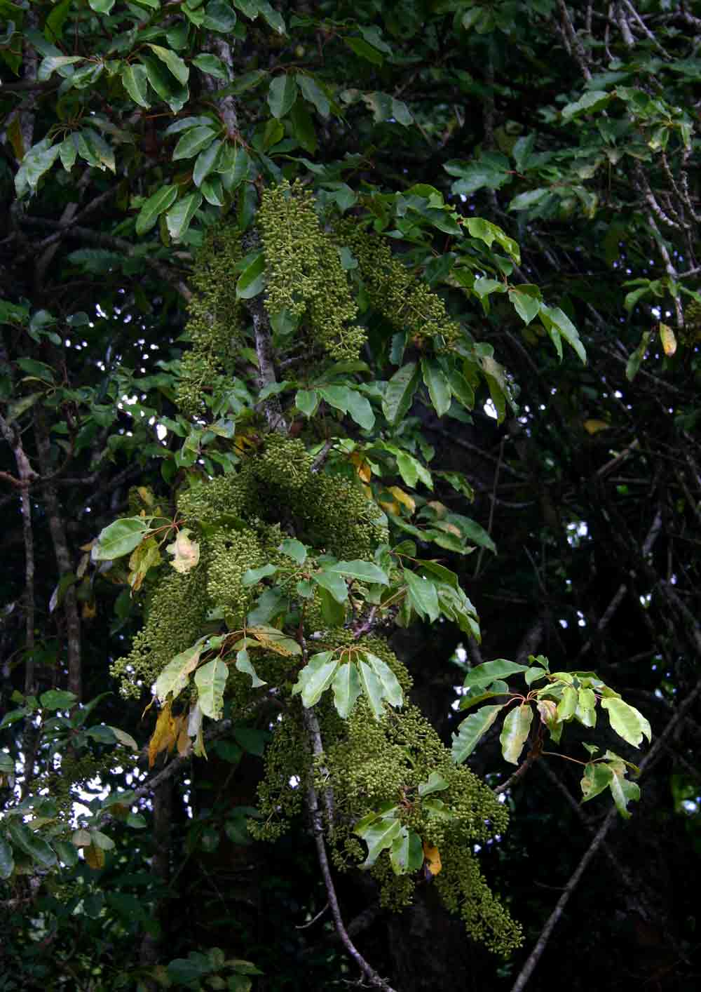 Astropanax goetzenii Astropanax goetzenii