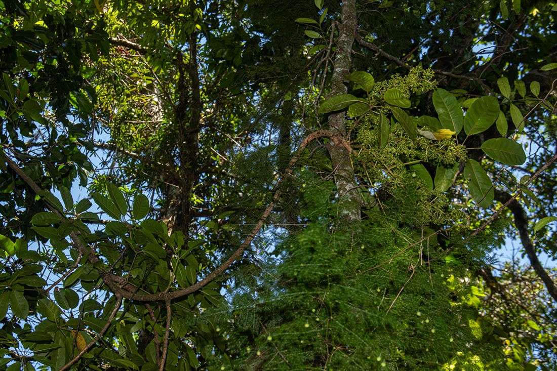 Astropanax goetzenii Astropanax goetzenii