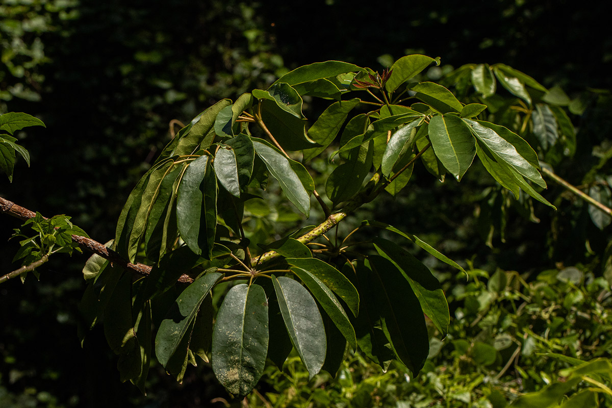 Astropanax goetzenii Astropanax goetzenii