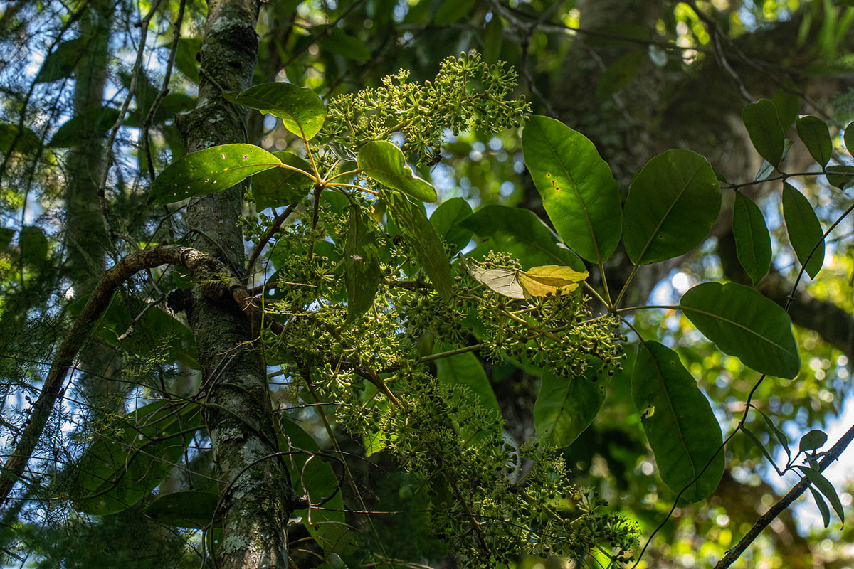 Astropanax goetzenii Astropanax goetzenii