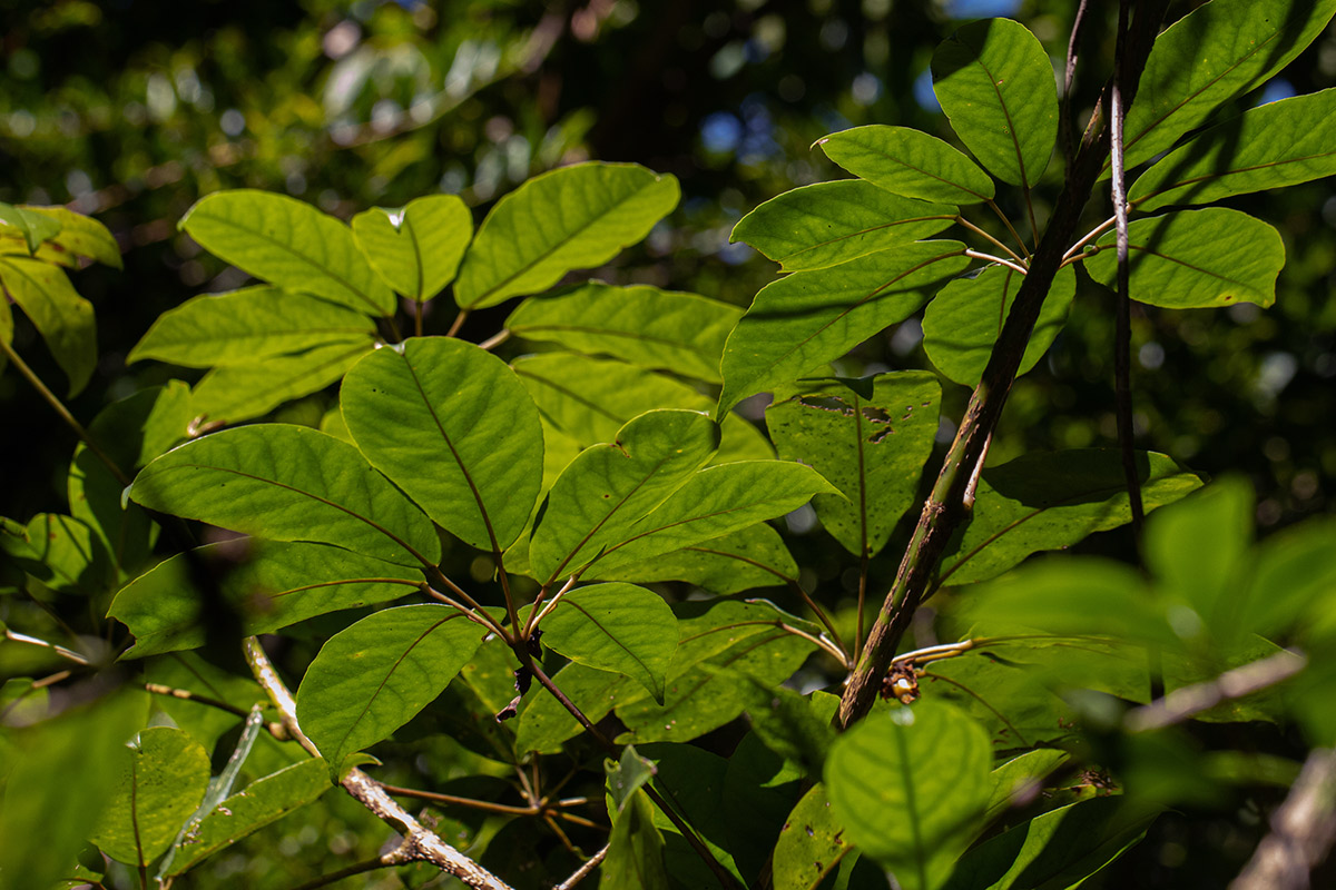 Astropanax goetzenii Astropanax goetzenii