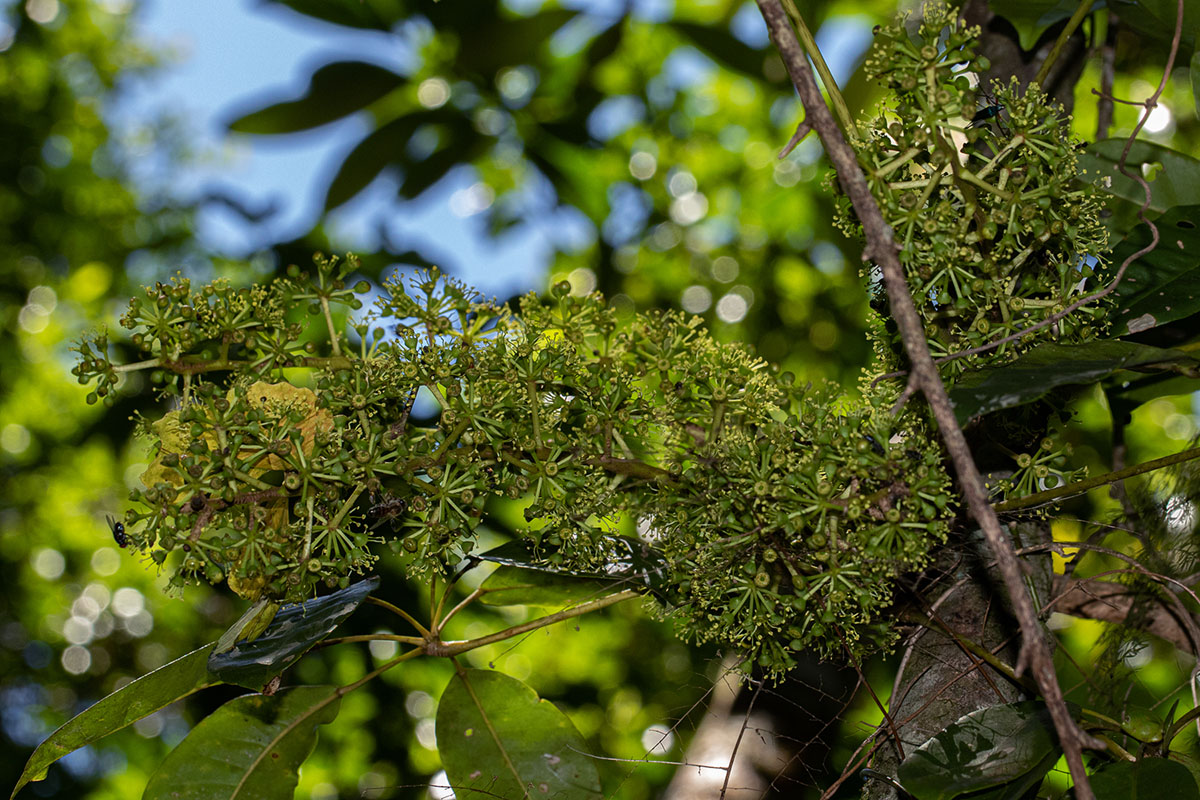 Astropanax goetzenii Astropanax goetzenii