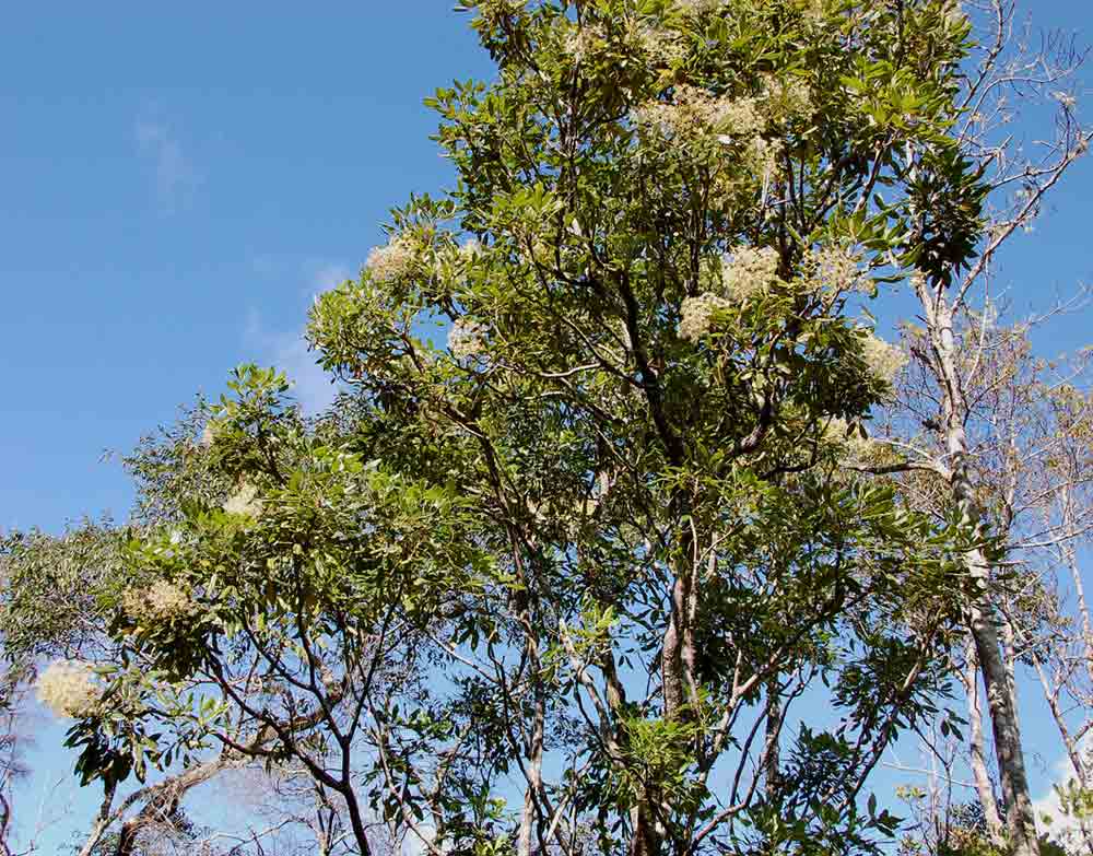 Neocussonia umbellifera Neocussonia umbellifera