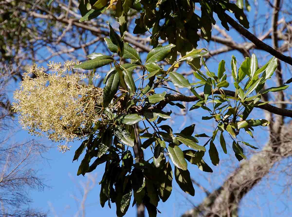 Neocussonia umbellifera Neocussonia umbellifera