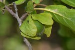 Diospyros loureiriana subsp. loureiriana