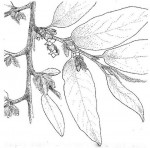 Diospyros mespiliformis