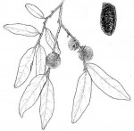 Diospyros mespiliformis