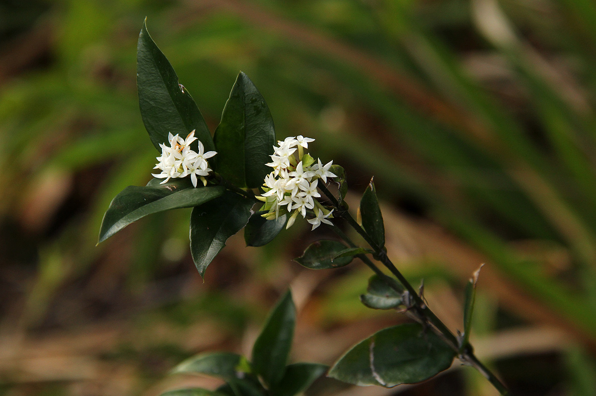 Carissa bispinosa subsp. zambesiensis Carissa bispinosa subsp. zambesiensis