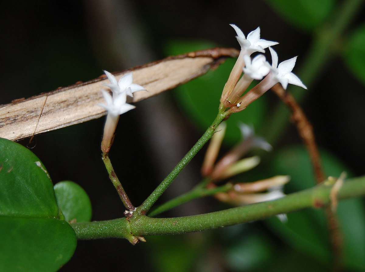 Carissa bispinosa subsp. zambesiensis Carissa bispinosa subsp. zambesiensis