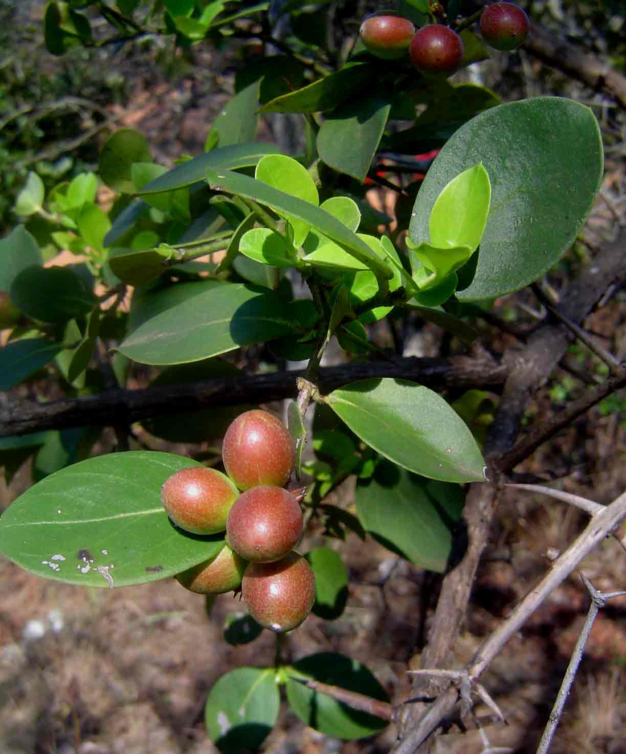 Carissa spinarum Carissa spinarum