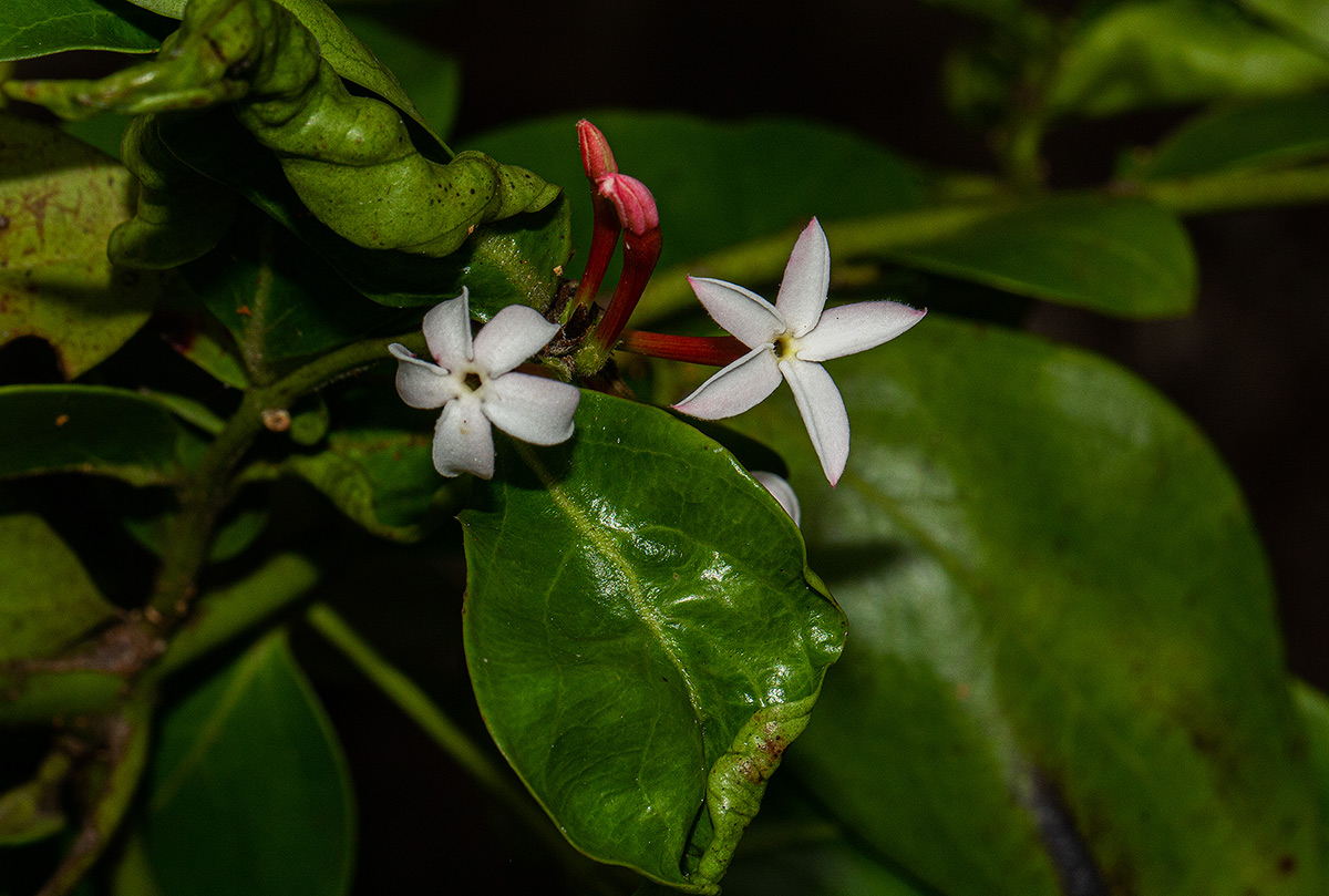 Carissa spinarum Carissa spinarum